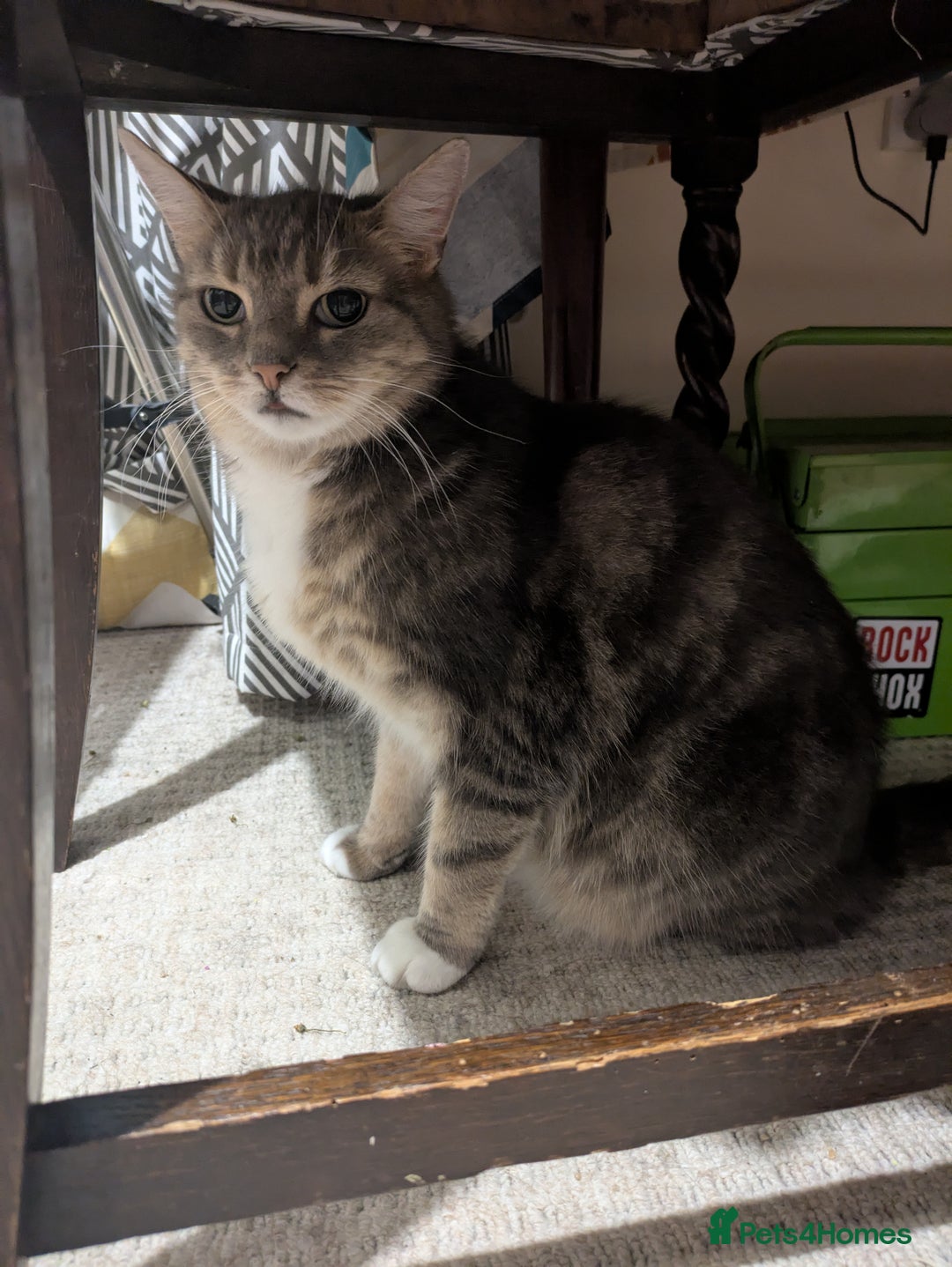 Mixed Breed cats for sale: Tabby Cat (Age 9) - Image 6