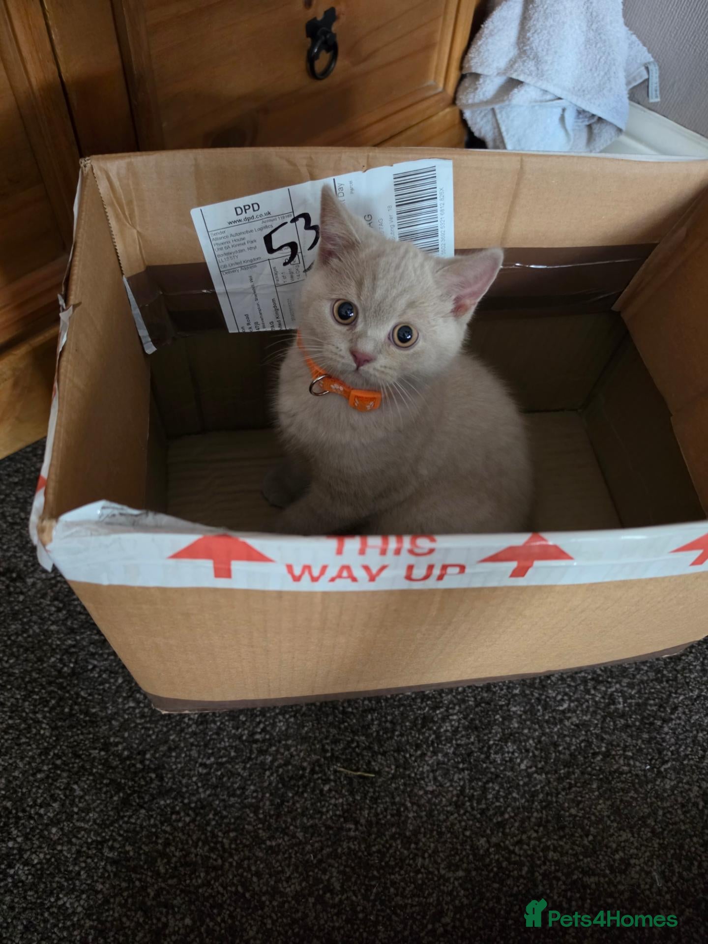 British Shorthair cats Rare Fawn British short hair  - Advert 2