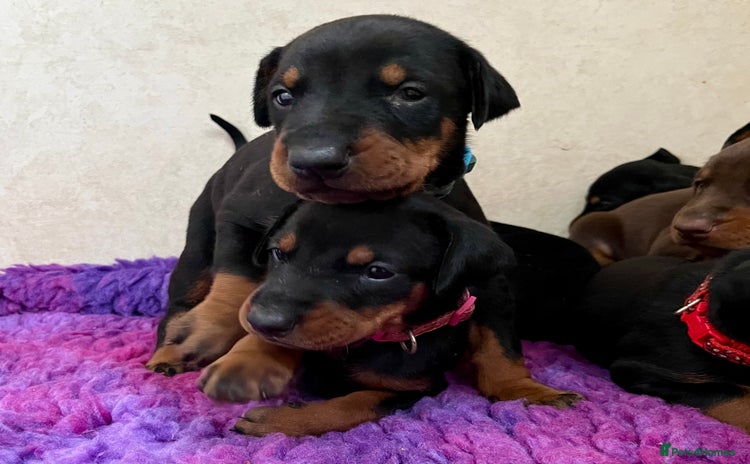 Dobermann dogs - Advert 1