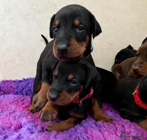 Dobermann dogs - Advert 1