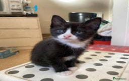 Mixed Breed cats for sale: 3 KITTENS FOR SALE - Image 1