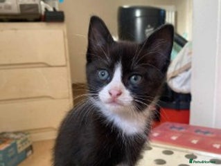 Mixed Breed cats - Advert 22