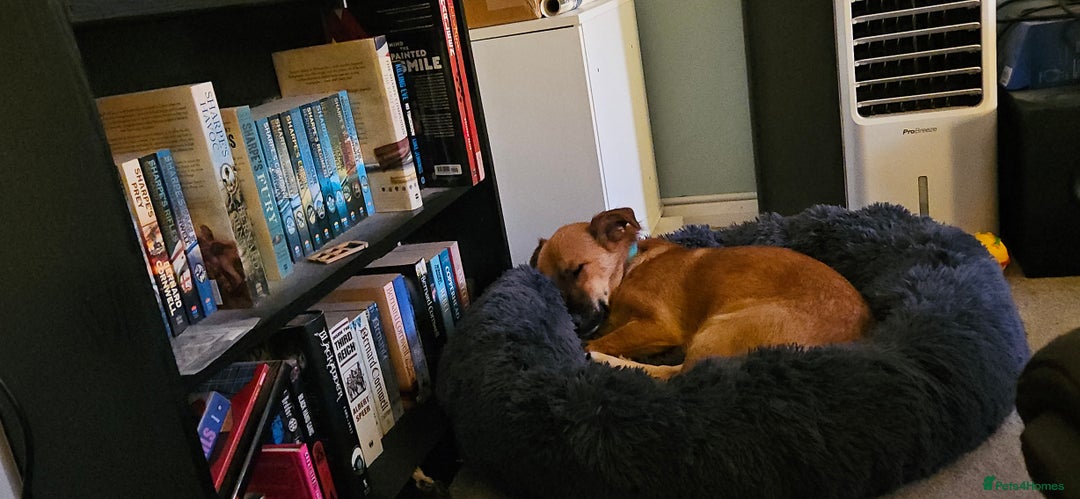Mixed Breed dogs for adoption: Mischievous Mylough in Northampton - Image 8