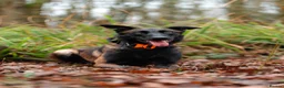 Belgian Shepherd Dog dogs for sale: FCI Female Family Protection Dog for Sale  - Advert 13