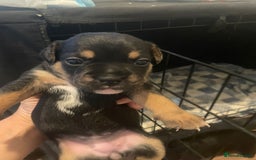 Mixed Breed dogs for sale: 5 female french bulldog x jack russell puppies  - Image 5
