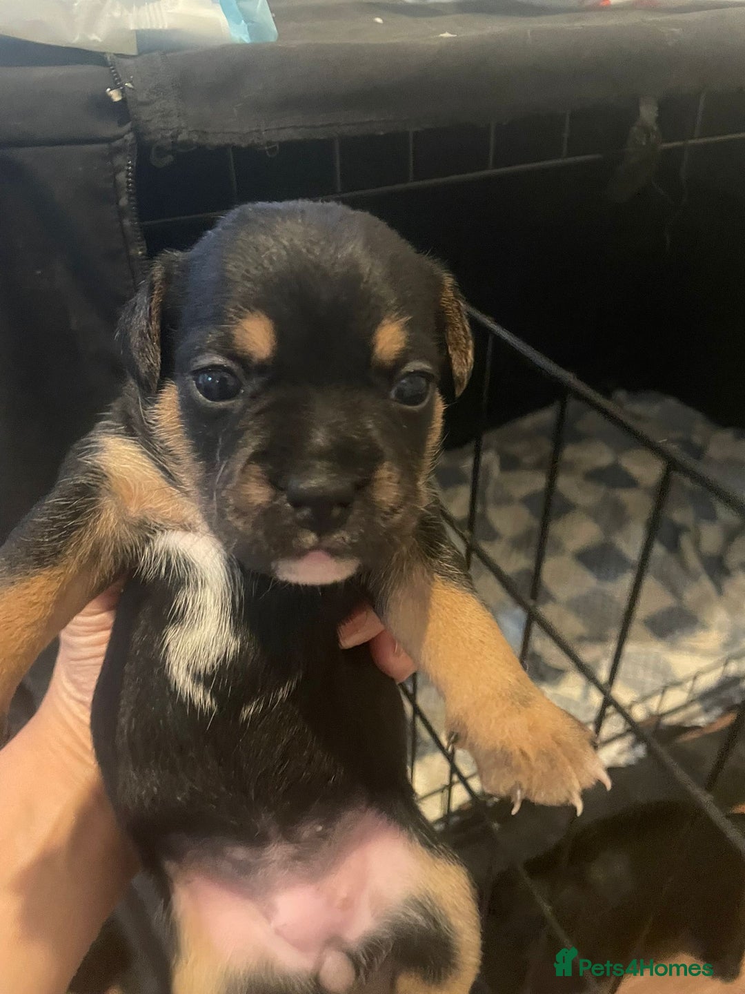 Mixed Breed dogs for sale: 5 female french bulldog x jack russell puppies  - Image 5