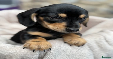Miniature Dachshund dogs - Advert 7