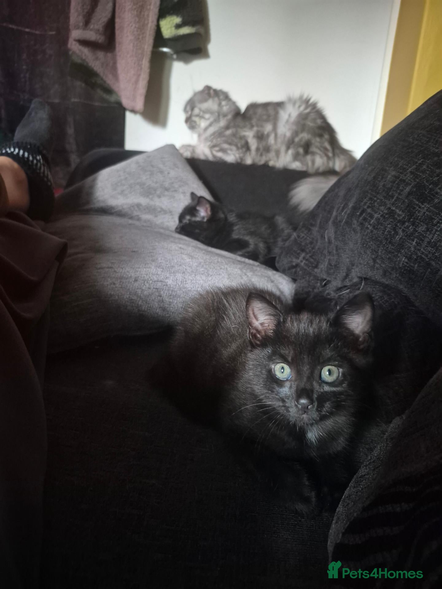 Mixed Breed cats 2 Black kittens left. Boy & Girl - Advert 18