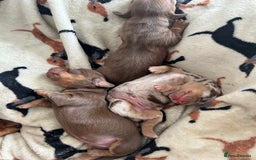 Dachshund dogs for sale: BEAUTIFUL Miniature Dachshund's  - Image 10
