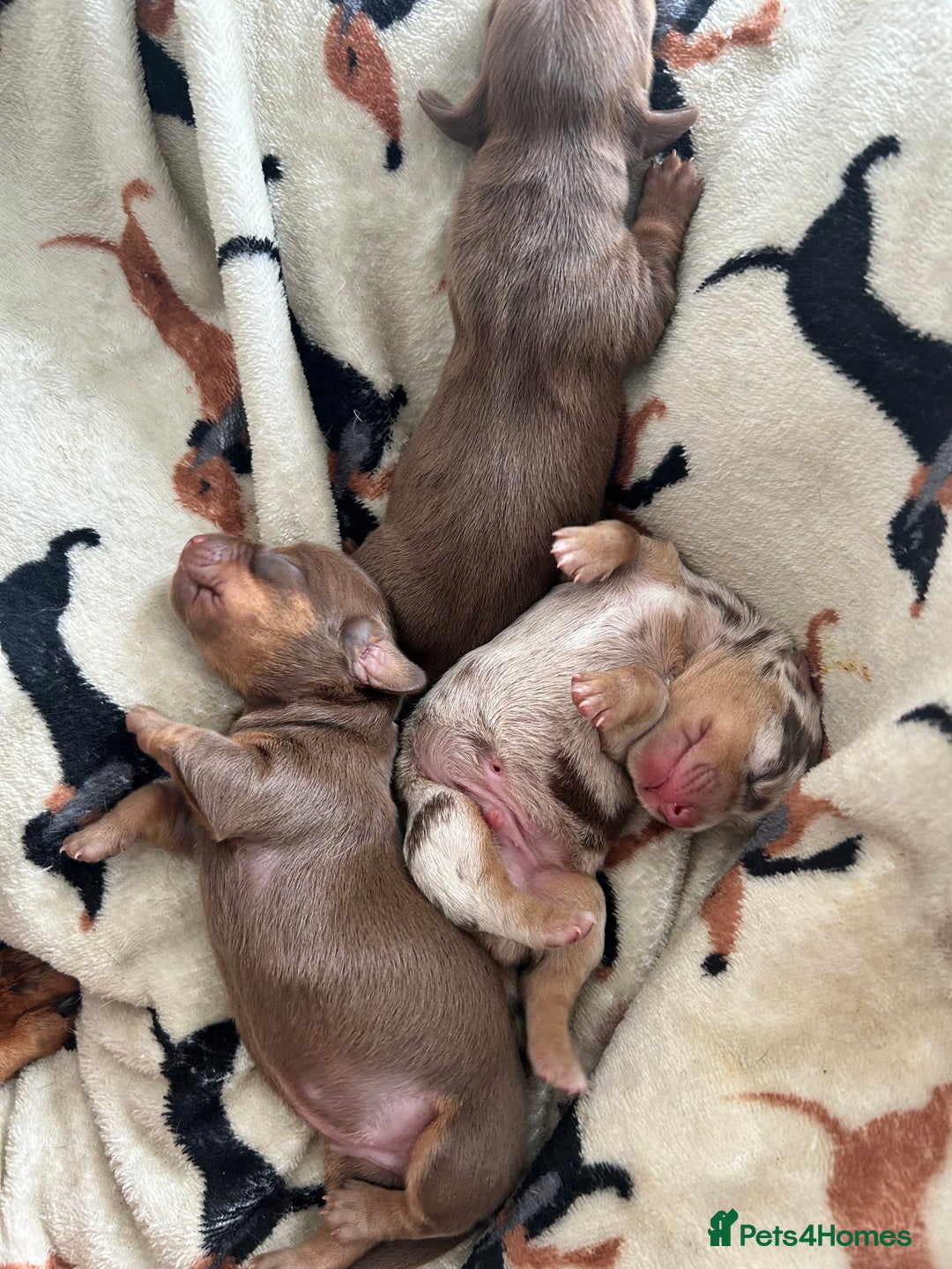 Dachshund dogs for sale: BEAUTIFUL Miniature Dachshund's  - Image 10