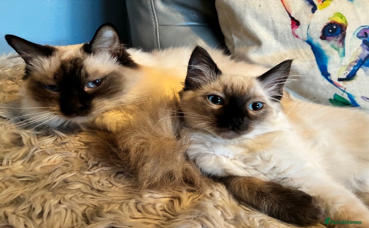 Ragdoll cats - Advert 1