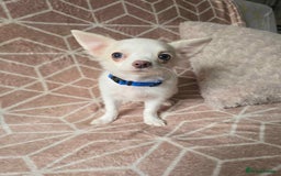 Chihuahua dogs for sale: 3 Handsome (KC) Chihuahua boys left (New photos) - Image 25