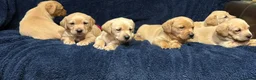 Labrador Retriever dogs for sale: Fetch labrador puppies - Advert 10