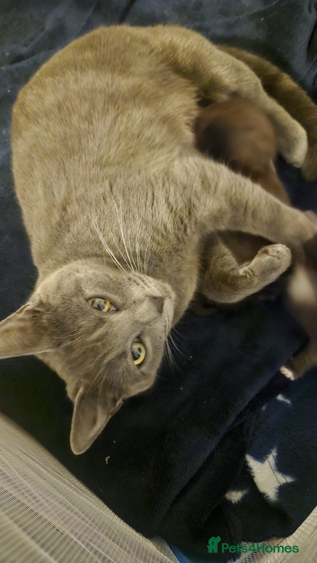 British Shorthair cats for sale: British grey short hair female cat - Image 2