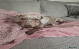 Miniature Dachshund dogs for sale: Lilac dapple Minature Daschaund - Image 2