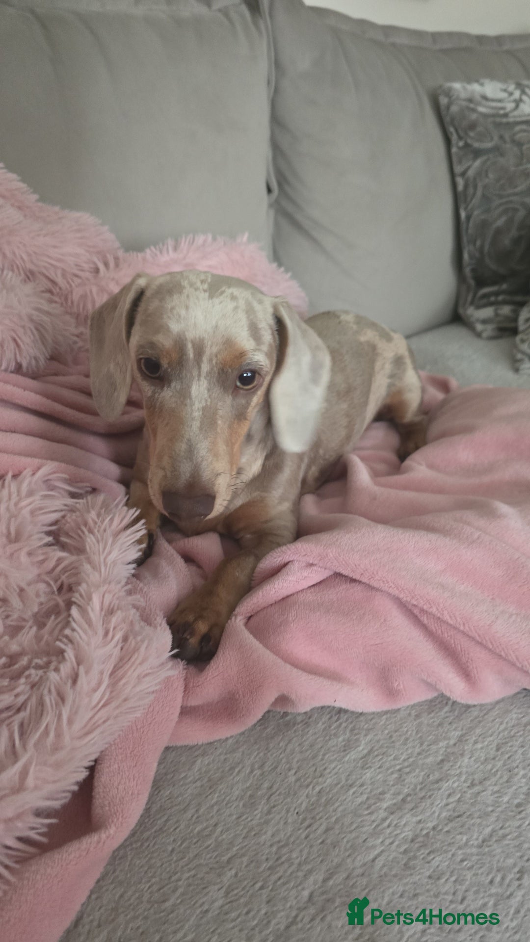 Miniature Dachshund dogs for sale: Lilac dapple Minature Daschaund - Image 2