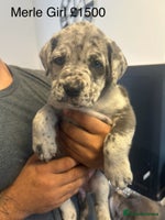 Cane Corso dogs Cane Corso Puppies - Advert 4