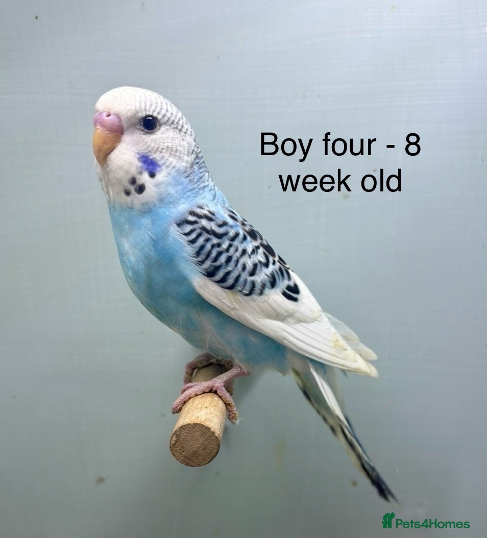 Budgerigars birds Stunning 8 week old baby budgies  - Advert 2