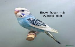Budgerigars birds for sale: Stunning 8 week old baby budgies  - Advert 4