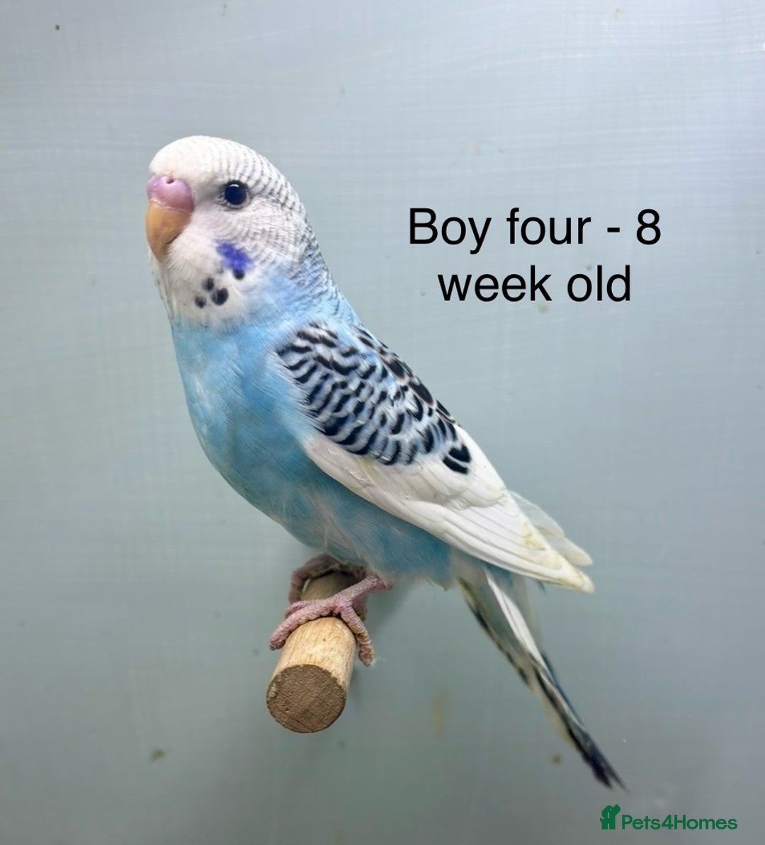 Budgerigars birds for sale: Stunning 8 week old baby budgies  - Advert 4