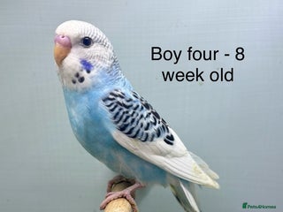 Budgerigars birds Stunning 8 week old baby budgies - Advert 4