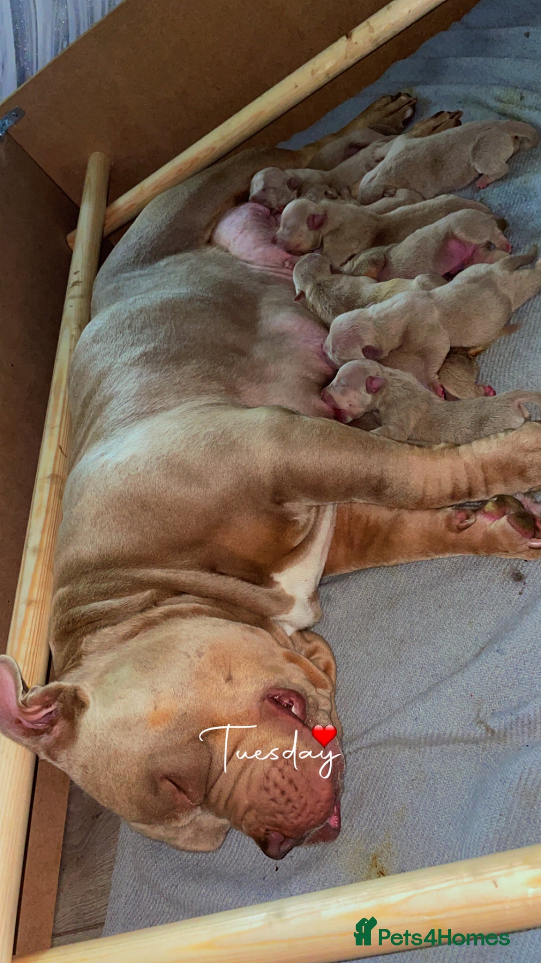 American Bully dogs for sale: Pocket bullies  - Image 7