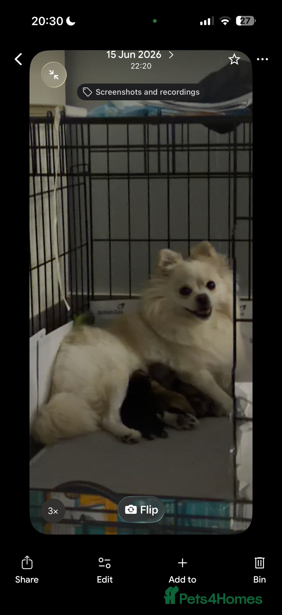 Pomeranian dogs Adorable Pomeranian Puppies Merle, Sable & Black - Advert 2