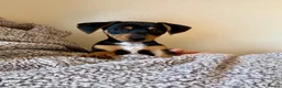 Dachshund dogs for sale: Dachshund puppy 12 weeks old  in Camberley - Advert 4