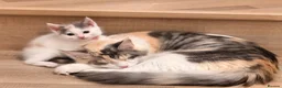 Maine Coon cats for sale: Mainecoon x kittens  in Barnstaple - Advert 5