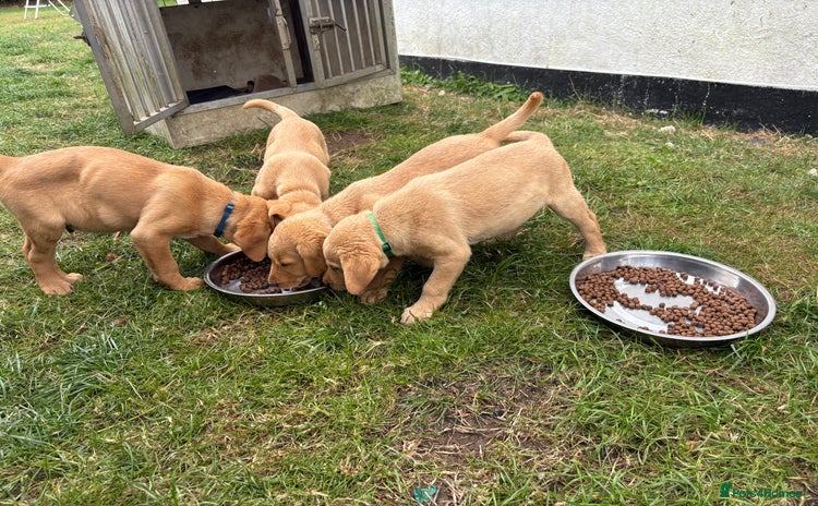 Labrador Retriever dogs - Advert 5