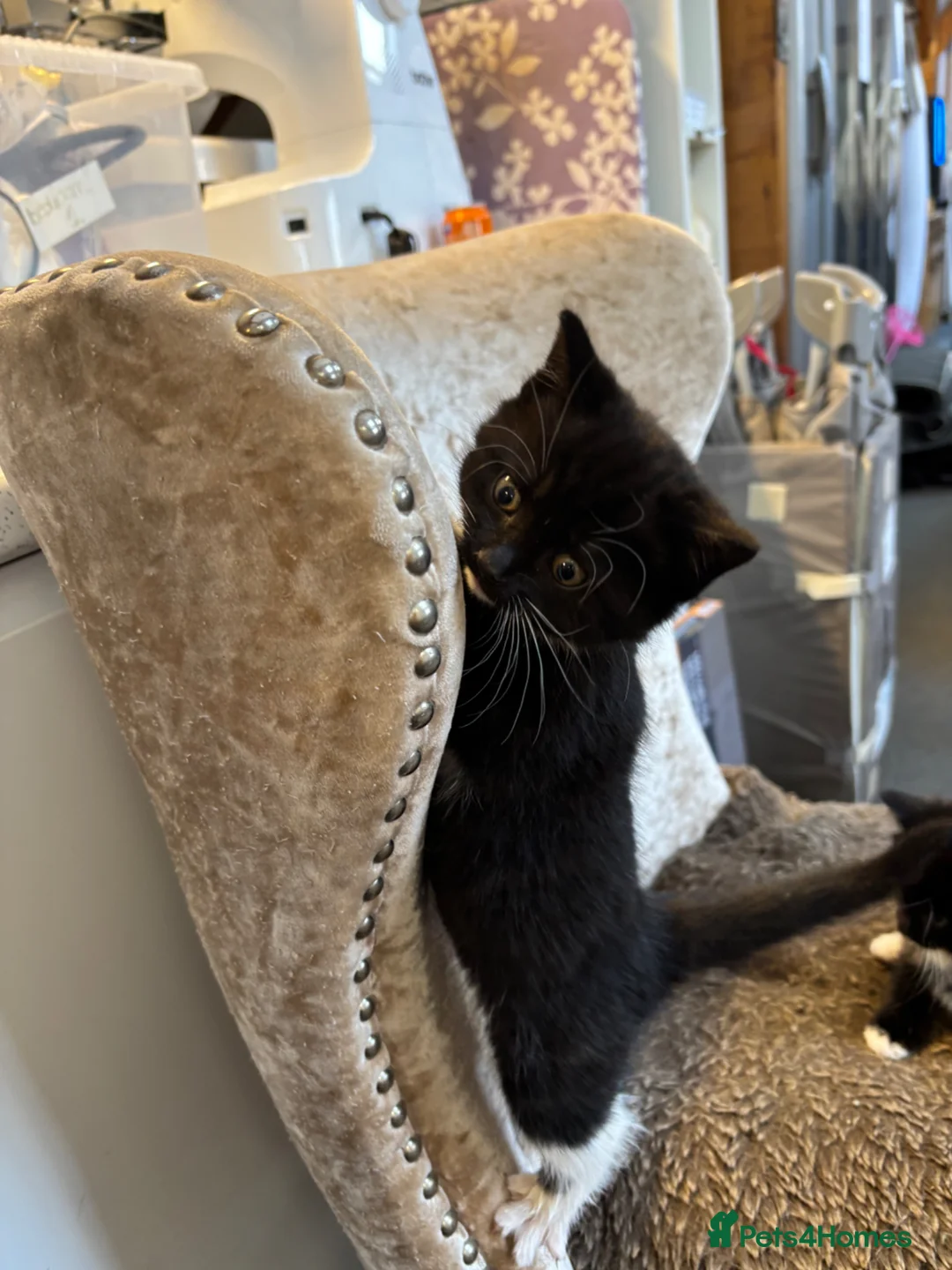 Mixed Breed cats for sale: 2 beautiful girls in Wimborne - Advert 2