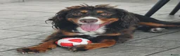 Cocker Spaniel dogs for sale: Max 1 year old cocker spaniel - Advert 4