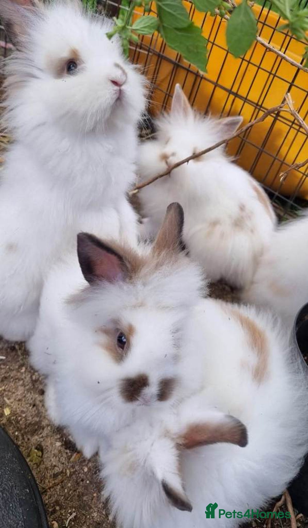 Mixed Breed rabbits for sale: Very pretty soft fluffy bunnies - Image 11