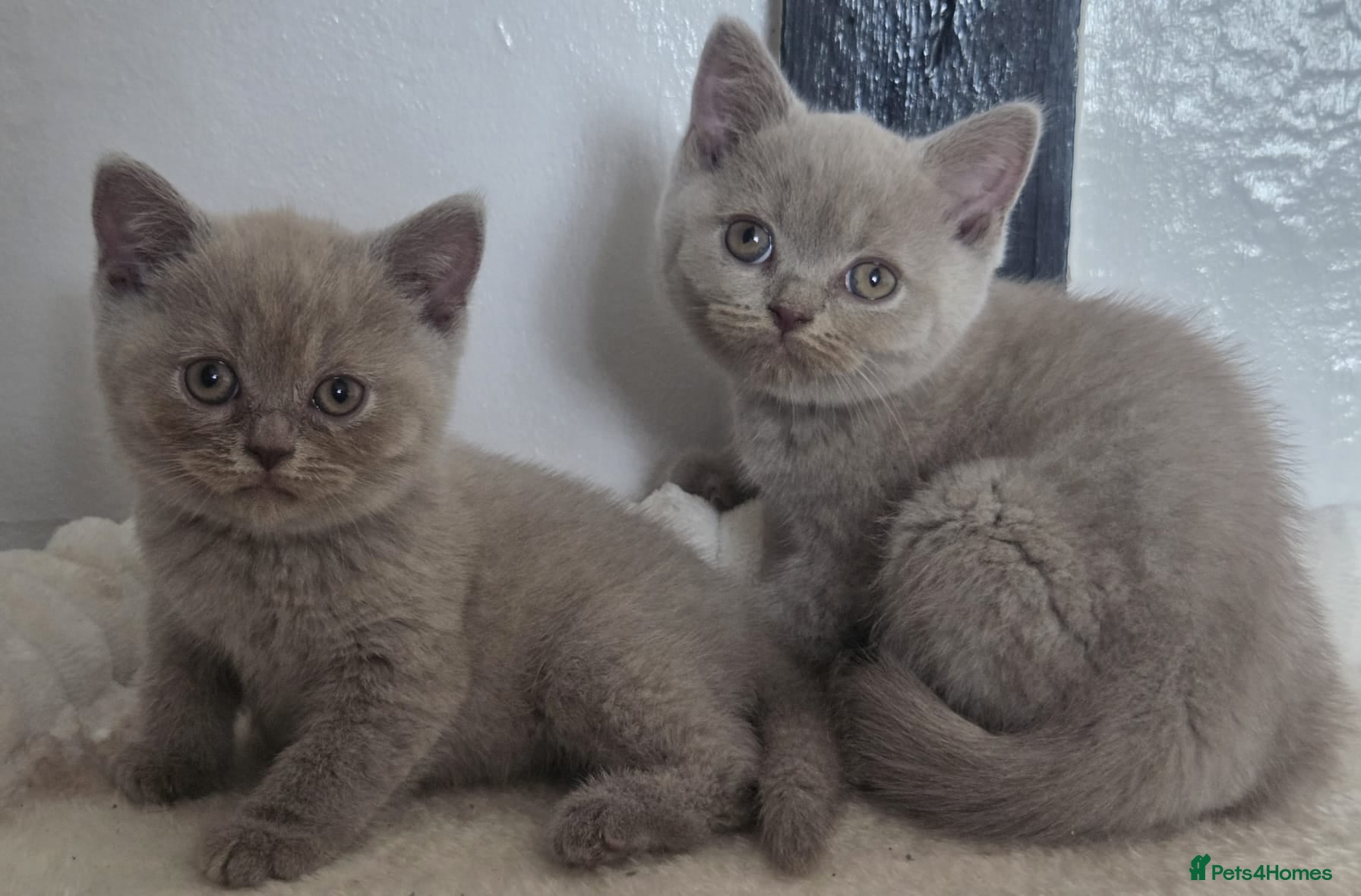 British Shorthair cats Boy and girl available  - Advert 1