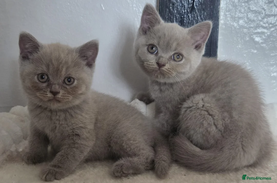 British Shorthair cats for sale: Boy and girl available  - Advert 2