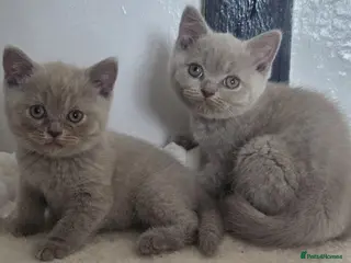 British Shorthair cats Boy and girl available - Advert 4
