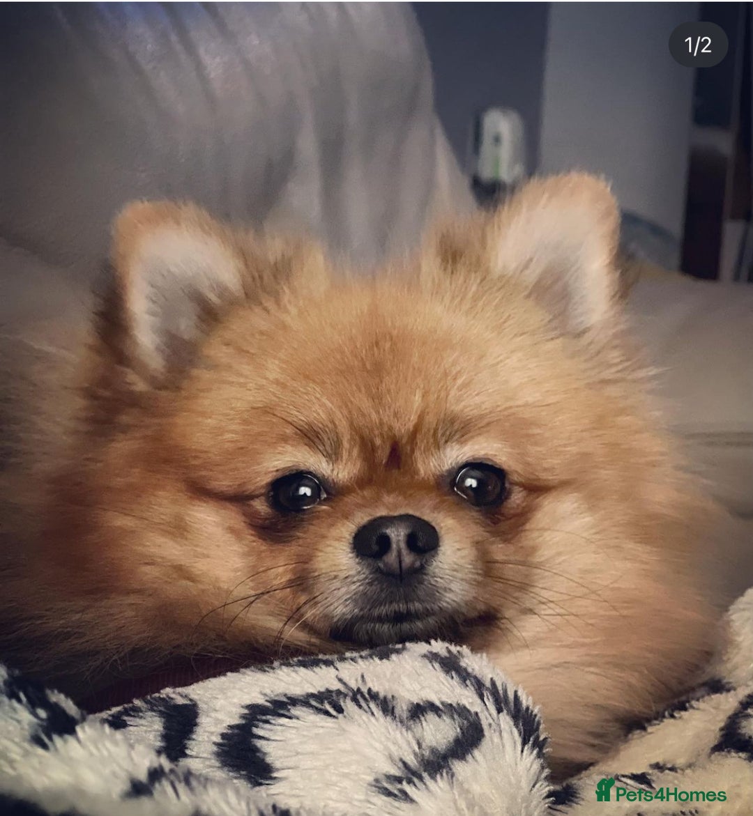 German Spitz dogs for sale: KC Reg Show Type German Spitz (Klein) For Sale. - Image 17