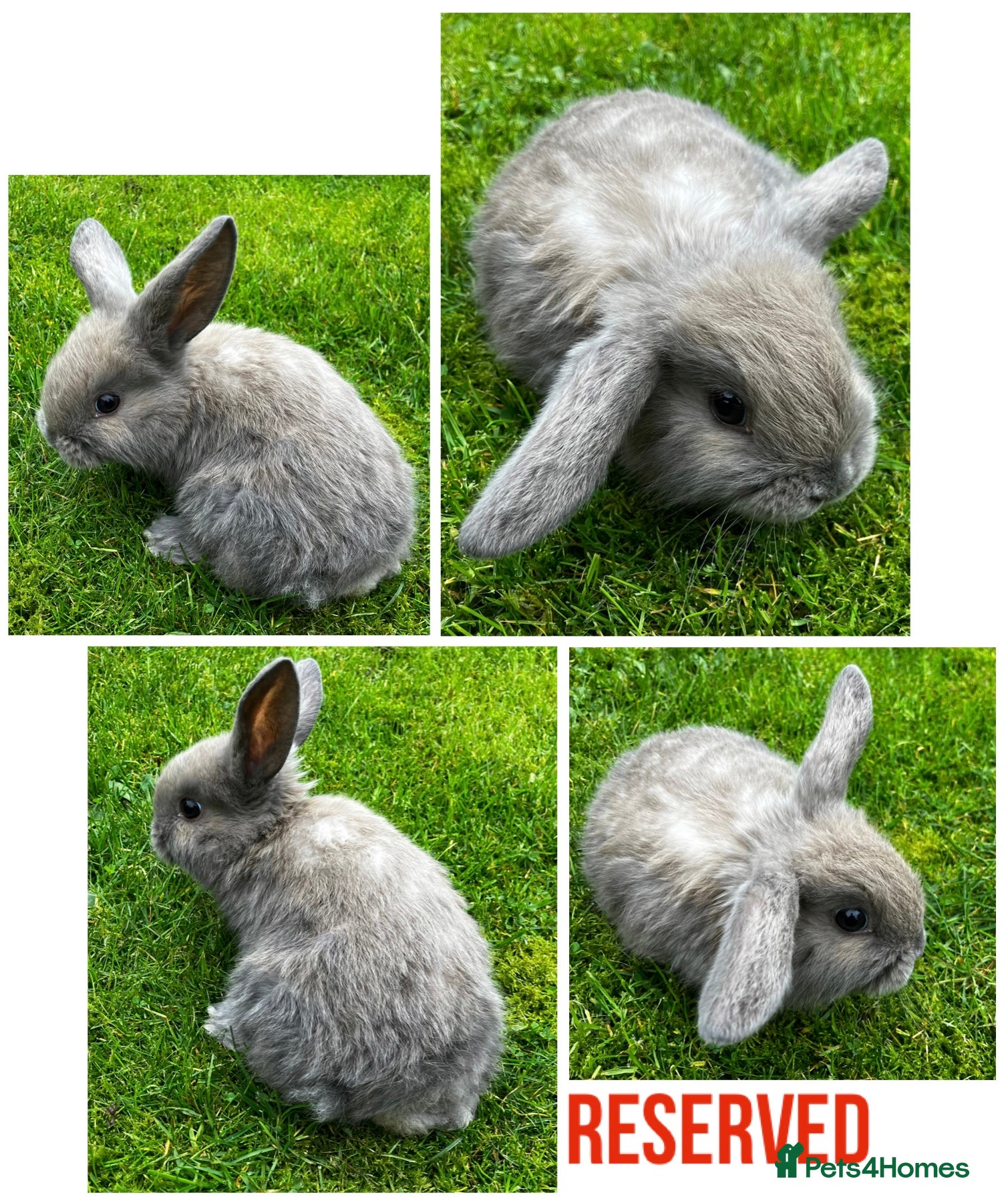 Dwarf Lop rabbits Nine Baby Dwarf Lops - Advert 11