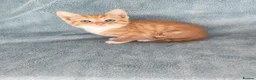 Mixed Breed cats for sale: GINGER BOYS VIDEOS - Advert 12