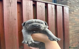 Cane Corso dogs for sale: cane corso pups - Image 6