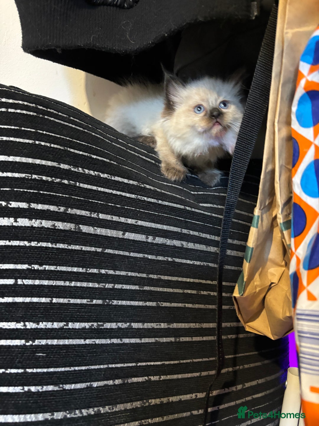 Ragdoll cats for sale: Pure Fluffy Ragdoll kittens - Image 4