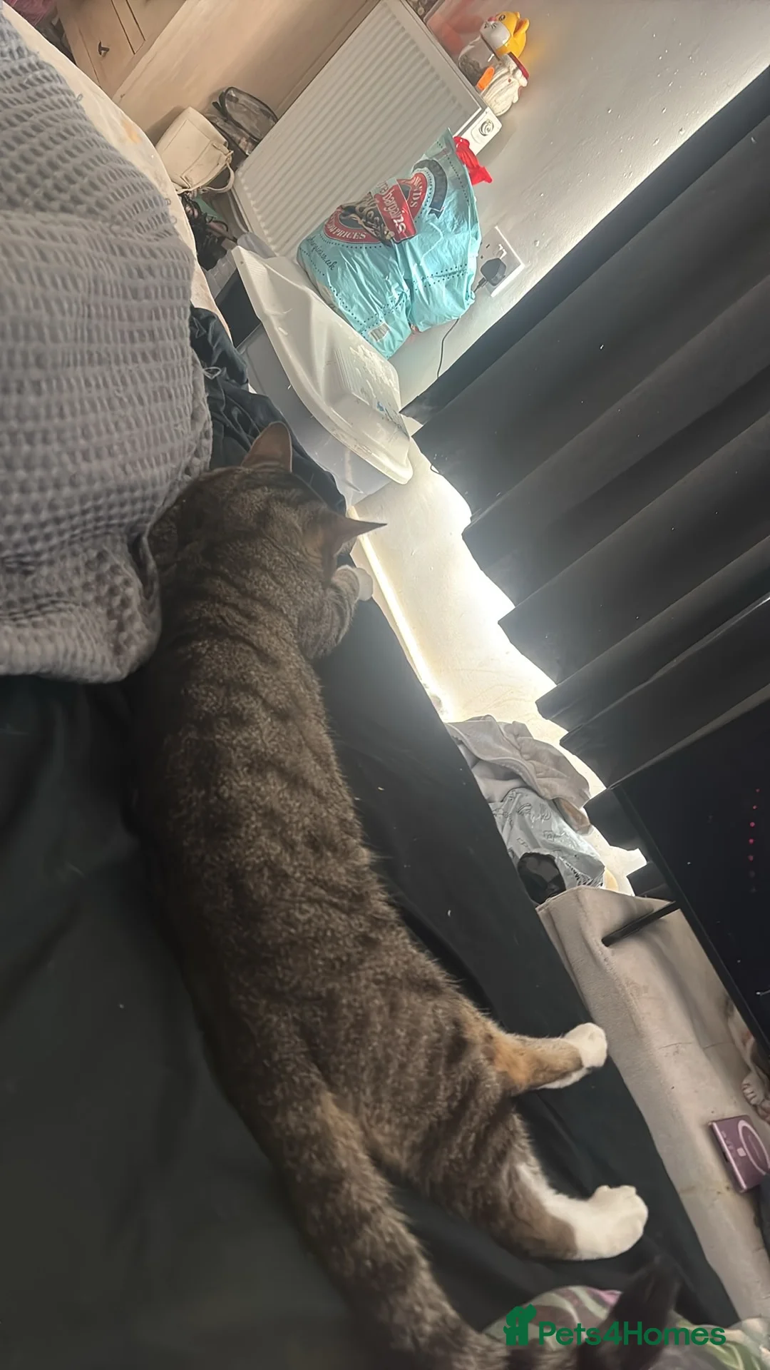 Mixed Breed cats for sale: Hugo jay - Advert 1