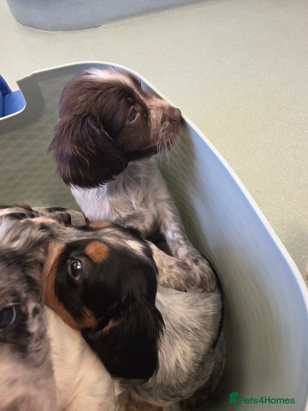 Cocker Spaniel dogs for sale: Kc registered mixed litter - Image 22