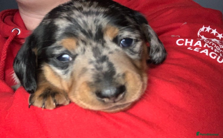 Miniature Dachshund dogs - Advert 5