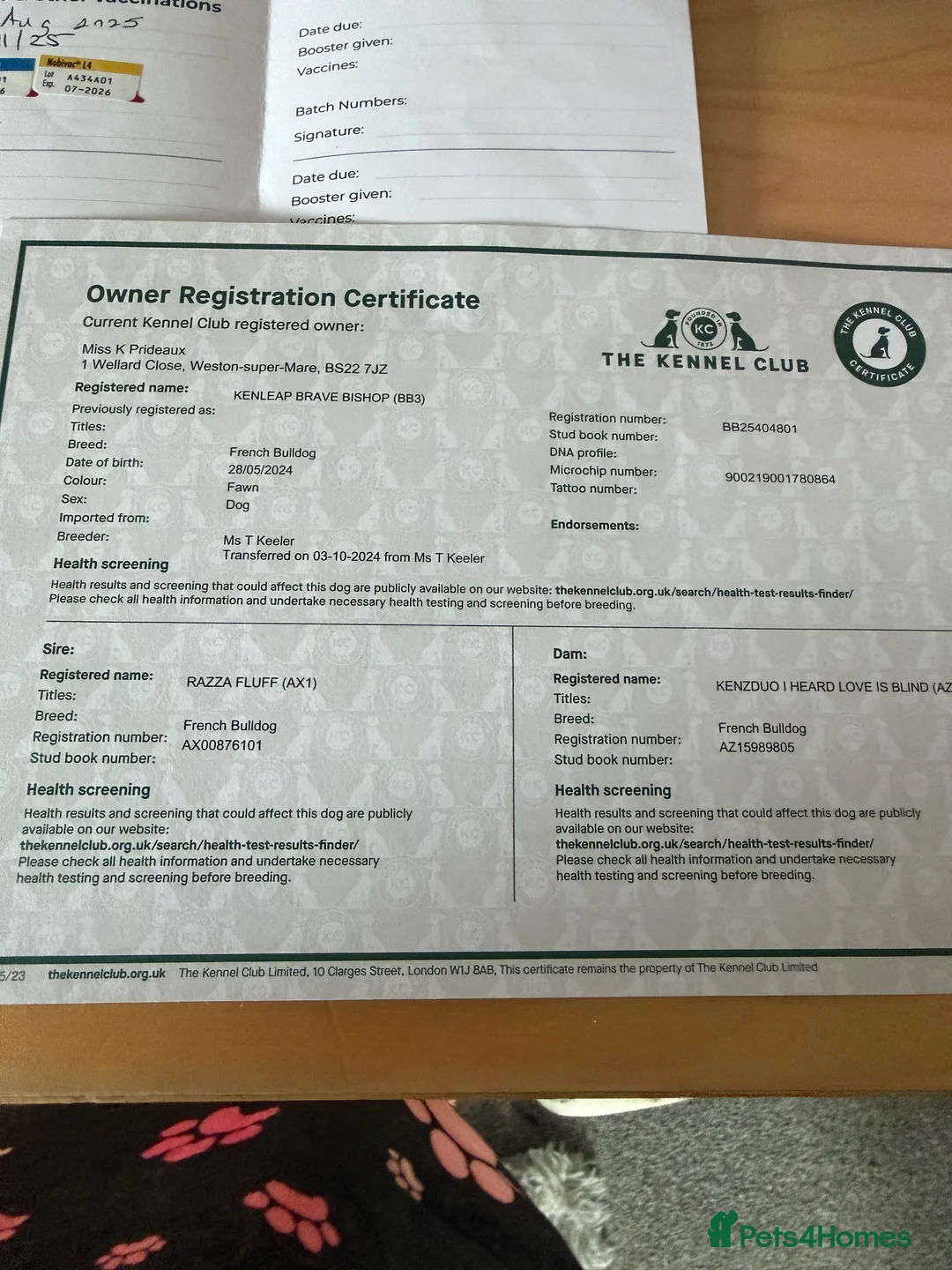 French Bulldog dogs for sale: New shade Isabella French bulldog - Advert 5