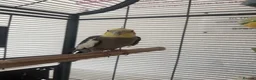 Cockatiels birds for sale: 2 beautiful family cockatiels for sale - Advert 3