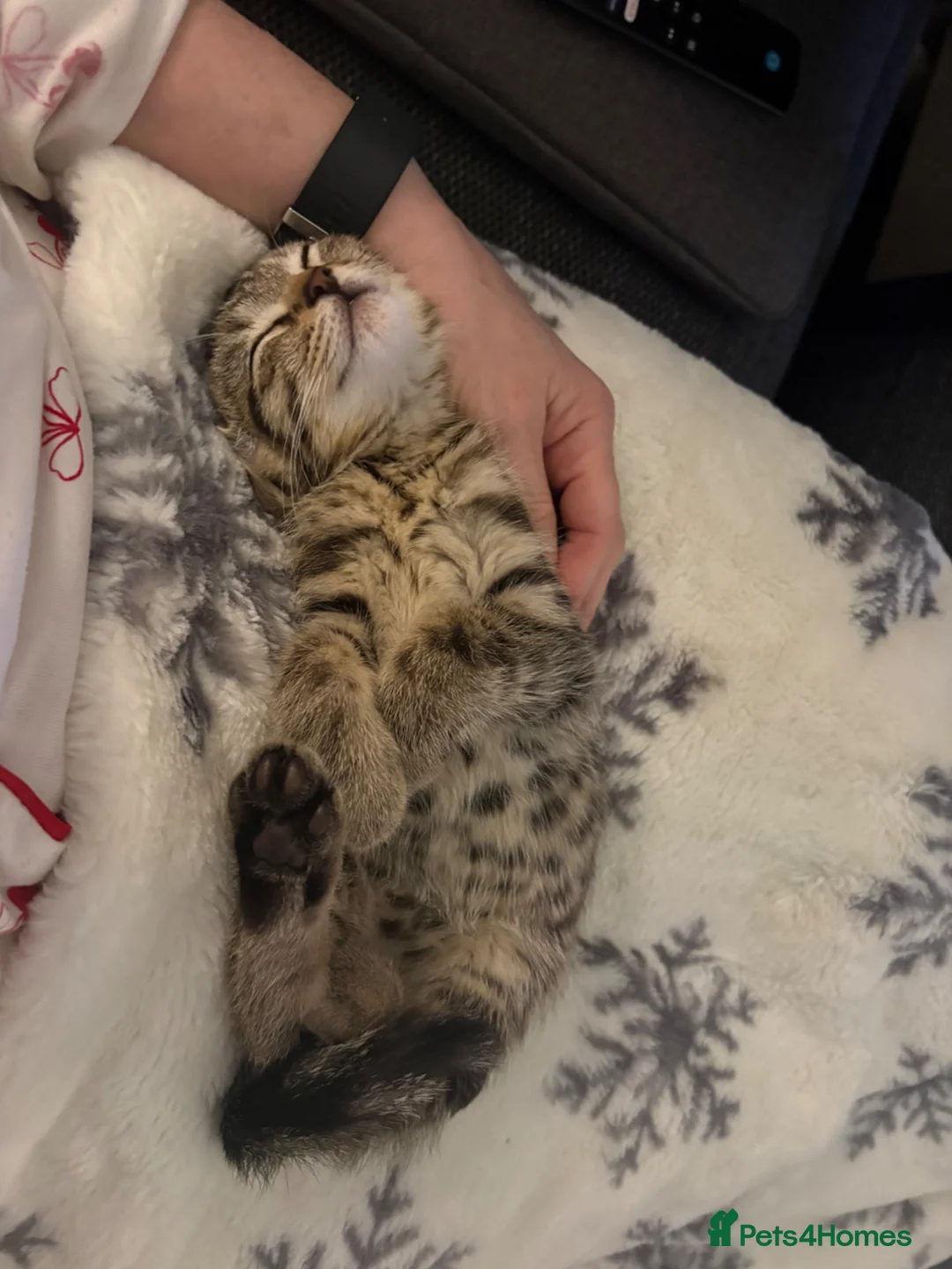 Mixed Breed cats for sale: Bengal/Tabby Kitten 12 weeks old in Glasgow - Advert 2
