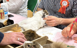 Guinea Pig rodents for sale: Boar White Abyssinian Cavy - Image 5