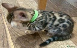 Bengal cats for sale: Update 3 Pedigree Bengals kittens for reservation  - Image 7