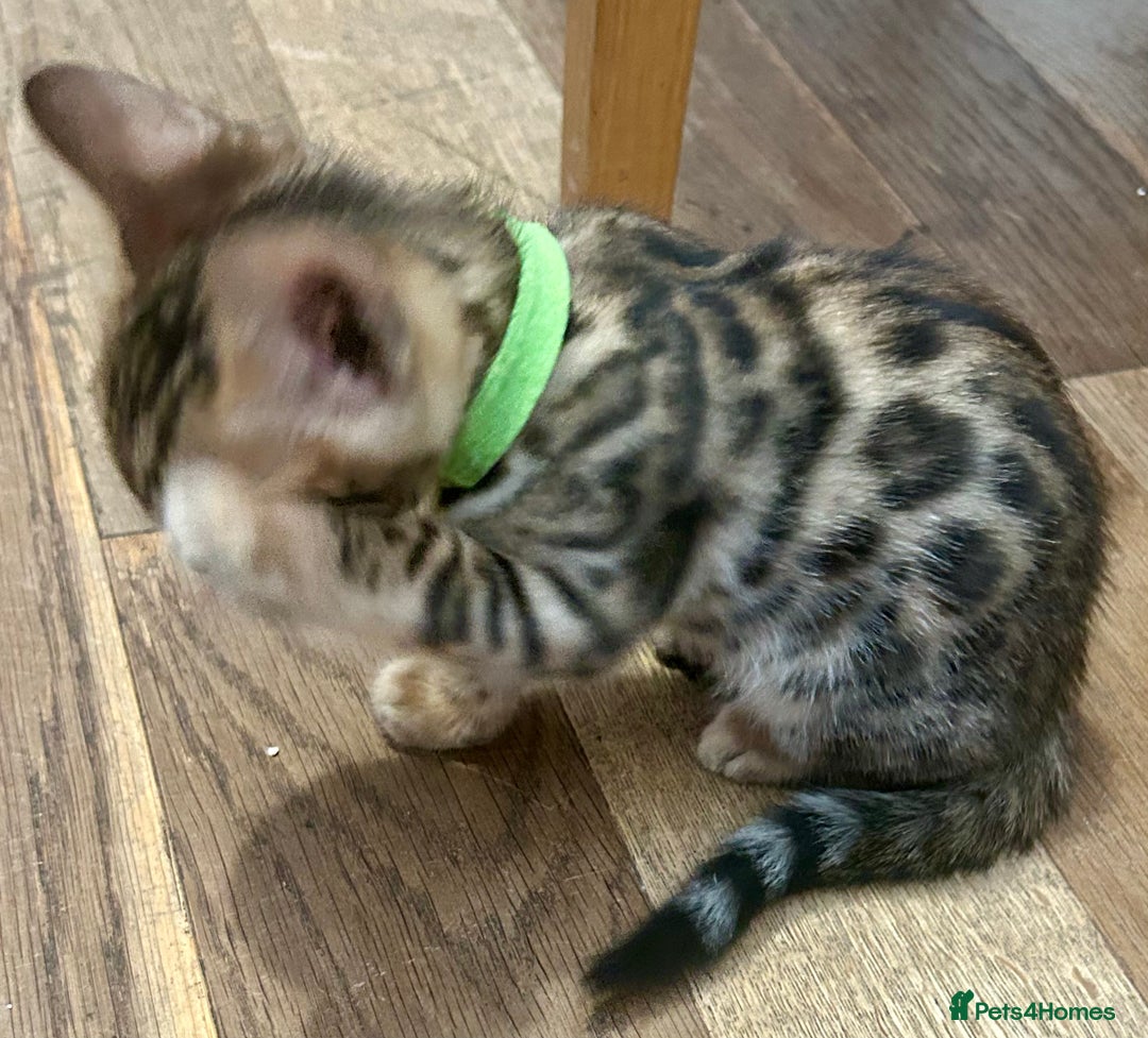 Bengal cats for sale: Update 3 Pedigree Bengals kittens for reservation  - Image 7